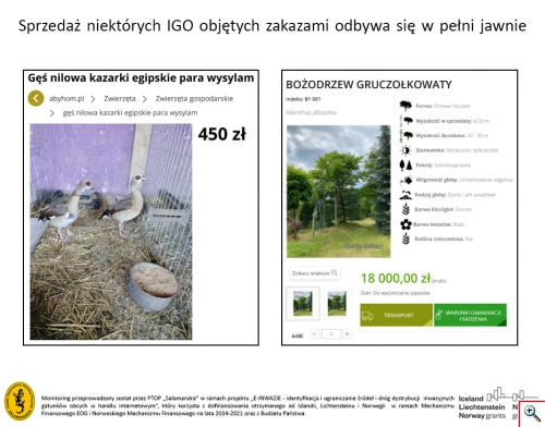 Monitoring e-handlu IGO oferty przyklady 1