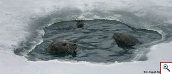 Seals