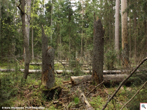 swierki-naturalne-odnowienie